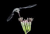 Mexican Long-tongued Bat (Choeronycteris mexicana) extends its tongue to feed on an Agave flower. Amado, Arizona