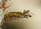 Pygmy Squid, Idiosepius sp., capturing a Mysid shrimp, Alor , Indonesia, Pacific Ocean