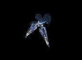 Mating Pteropods. Black water drift dive in open ocean at 30 feet with bottom at 500 plus feet. Palm Beach, Florida, U.S.A. Atlantic Ocean