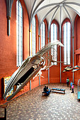 The Stralsund Museum has various collections such as the natural history one, open in 1858 in the St Catherine's monastery, Stralsund, Mecklenburg-Vorpommern, Germany