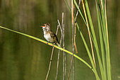 Great Reed Warbler (Acrocephalus arundinaceus) singing on a reed in spring, Pond north of La Garde, Var, France