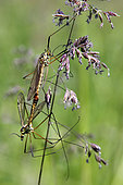 Marsh crane fly (Tipula paludosa) mating on a grass in spring, Country meadow, Lorraine, France