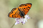 Spotted Fritillary (Melitaea didyma) on a scabious (Scabiosa sp) in summer, open wings on a scabious flower in spring, Massif des Maures, near Hyères, Var, France