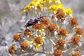 Assassin Bug (Rhynocoris sp.) on flowers to hunt in late spring, Maquis hills around Hyères, Var, France