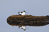 Pied Avocet (Recurvirostra avosetta) brooding on an islet in a pond in summer Salins de Hyères old, Var, France