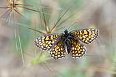 Heath Fritillary (Melitaea athalia) open wings on dry grass in summer, Hills of the Maures around Hyères, Var, France