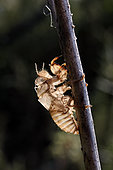 Gray cicada (Cicada orni), exuvia hung on a stem of asphodel in summer, Hills of the Maures massif, near Hyères, Var, France