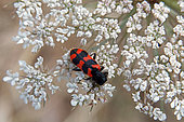 Bee beetle (Trichodes alvearius) on an umbellifer flower for foraging in summer, Hills of the Gapeau Valley, near Belgentier, Var, France