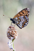 Heath Fritillary (Melitaea athalia) closed wings on a grass in summer, Hills of the Maures around Hyères, Var, France