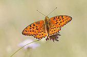 Spotted Fritillary (Melitaea didyma) on a scabious (Scabiosa sp) in summer, Hills of the Gapeau Valley, around Belgentier, Var, France