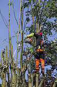 Tree pruning in autumn, cutting branches of a lime tree by a pruner with safety harness, country garden in Lorraine, France