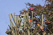 Tree pruning in autumn, cutting branches of a lime tree by a pruner with safety harness, country garden in Lorraine, France