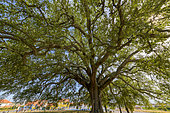 Cork oak (Quercus suber) remarkable multicentenary tree in Portugal. Cork is harvested every 9 years on mature oaks, around 25 years, the trunk turns red orange for a few weeks, Portugal is the leading producer of cork.
