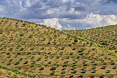 Monocultures of olive and almond trees, arid and very hot area south of Vila Nova de Foz Coa, Portugal