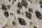 Exceptional granite of Hercynian age, rich in enormous nodules of biotite, surrounding a quartz nucleus, nodular granite of Castanheira, Geopark of Arouca, Portugal. These nodules are symbol of fertility in the local tradition (Pedras Parideiras)