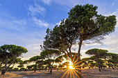 Plantation of Italian stone pines (Pinus pinea), Lisbon Region, Portugal