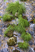 Sedge (Carex sp) in the bed of a river, Sistelo, Northern Portugal