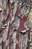 Arizona Cypress (Cupressus arizonica) bark , botanical garden of Tours, Center-Val de Loire, France