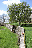 Walnut (Juglans regia) and dry stone walls, Aubrac, Auvergne, France