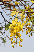 Golden shower (Cassia fistula) flowers, Cambodia
