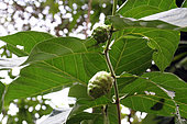 Fruits de Morinda (Morinda citrifolia), Cambodge