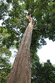Wild almond tree (Irvingia malayana) on the archaeological site of Ta Prohm, Cambodia