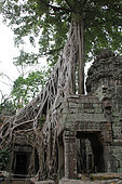 Council tree (Ficus altissima) on the archaeological site of Ta Prohm, Cambodia