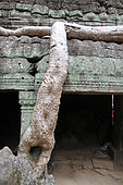 Racines de Tetrameles (Tetrameles nudiflora) sur le site archéologique de Ta Prohm, Cambodge