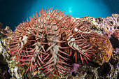 Crown-of-thorns sea star (Acanthaster planci), Gulf of Tadjoura, Djibouti