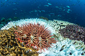 Crown-of-thorns sea star (Acanthaster planci) on Coral, (Acropora sp), Gulf of Tadjoura, Djibouti