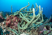 Cushion-finger green sponge (Amphimedon chloros), Gulf of Tadjoura, Djibouti