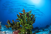 Black Sun coral (Tubastraea micranthus) and school of Barracudas (Sphyraena sp), archipelago of 7 brothers, Djibouti
