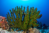 Black Sun coral (Tubastraea micranthus), archipelago of 7 brothers, Djibouti