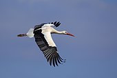 White stork (Ciconia ciconia) in flight, Germany, Europe