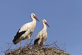 White storks (Ciconia ciconia) standing on their nest, Germany, Europe