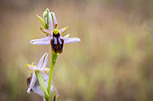 Brilliant Orchid (Ophrys splendida), Frejus, Var, France