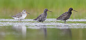 Spotted Redshank (Tringa erythropus), three birds with different moult stage, Campania, Italy