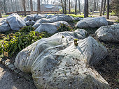 Winter protection of giant rhubarb Gunnera manicata, Parc Floral Vincennes, Paris, France