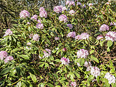 Rhododendron 'Christmas Cheer' in bloom