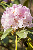 Rhododendron 'Christmas Cheer', flowers