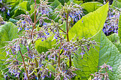 Early-flowering borage, Trachystemon orientalis, flowers