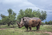 Southern white rhinoceros in green savannah in Hlane royal National park, Swaziland ; Specie Ceratotherium simum simum family of Rhinocerotidae