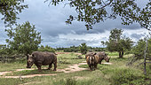 Three Southern white rhinoceros (Ceratotherium simum simum) in green savannah in Hlane royal National park, Swaziland