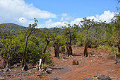 Bois bouchon (Retrophyllum minor) endemic, Creek Pernod, New Caledonia