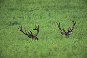 Red Deer (Cervus Elaphus), red deers in a rape field, Haut de France, France