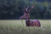 Red Deer (Cervus Elaphus), red deer eating grass in wheat field, Haut de France, France