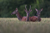 Red Deer (Cervus Elaphus), Group of young deers in wheat field, Haut de France, France
