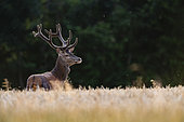 Red Deer (Cervus Elaphus), red deer in wheat field, Haut de France, France