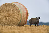 Wild Boar (Sus scrofa), wild boar in wheat field beside a straw stack, Haut de France, France