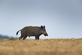 Wild Boar (Sus scrofa), wild boar in wheat field, Haut de France, France